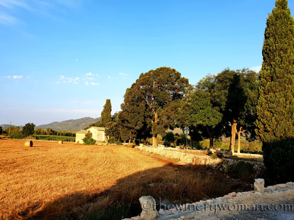 Vineyard2_8.3.18_TWW