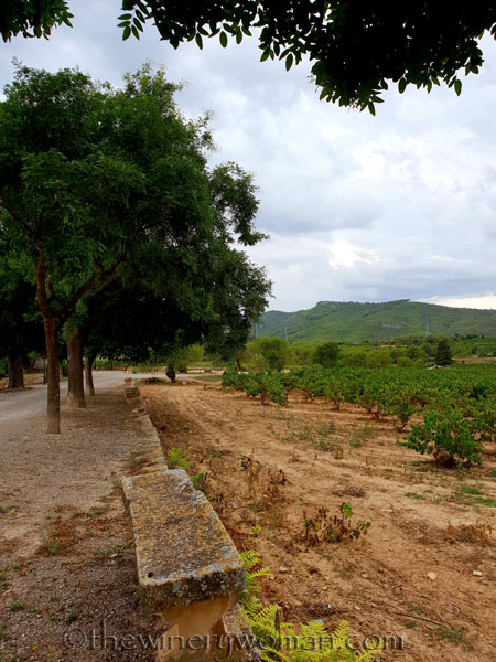 Vineyard3_8.17.18_TWW