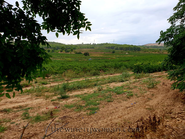 Vineyard4_8.17.18_TWW