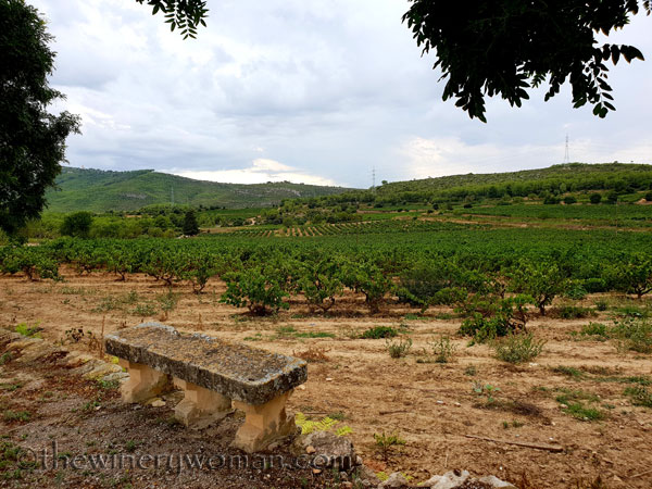 Vineyard_8.17.18_TWW