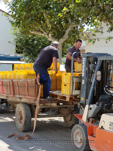 Vineyard_Harvest7_8.14.18_TWW