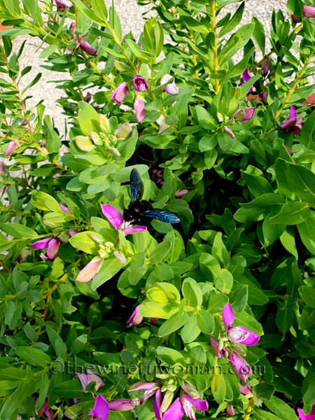 Violet-Carpenter-Bee2_8.8.18_TWW