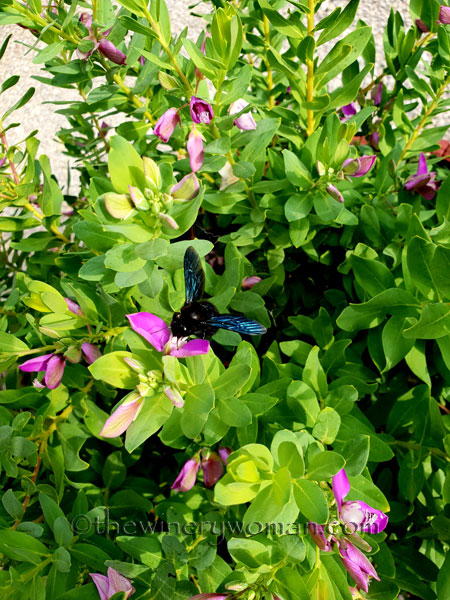 Violet-Carpenter-Bee3_8.8.18_TWW