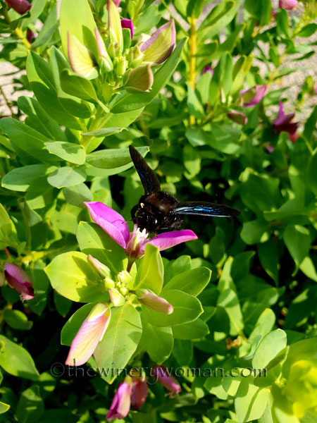 Violet-Carpenter-Bee4_8.8.18_TWW