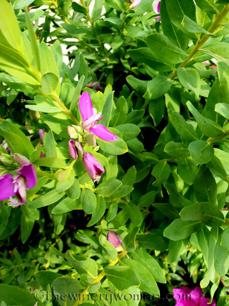 Violet-Carpenter-Bee_8.8.18_TWW