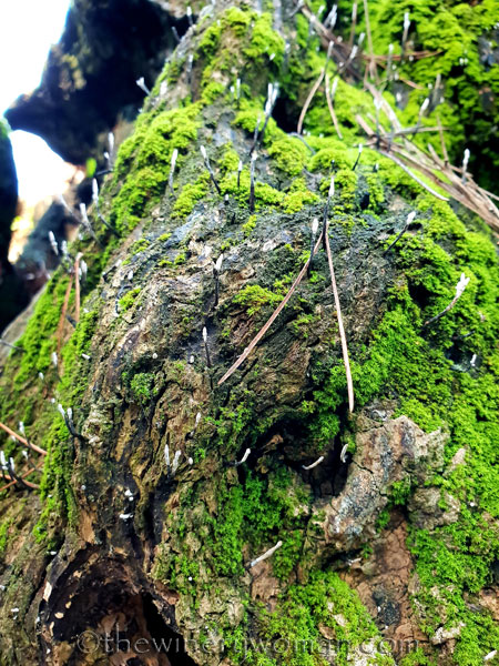 1000_year_old_olive_tree3_9.8.18_TWW