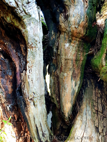 1000_year_old_olive_tree4_9.8.18_TWW