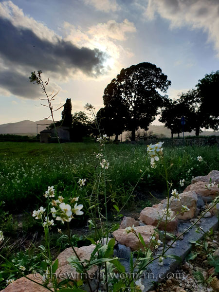 Autumn_Sunlight_Vineyard2_9.26.18_TWW