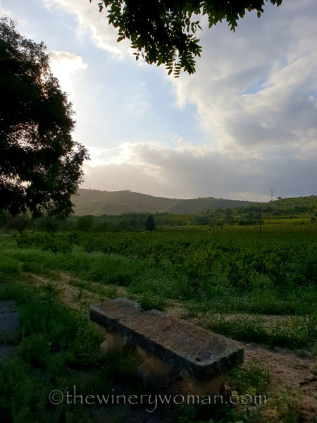 Autumn_Sunlight_Vineyard3_9.26.18_TWW