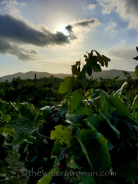 Autumn_Sunlight_Vineyard4_9.26.18_TWW