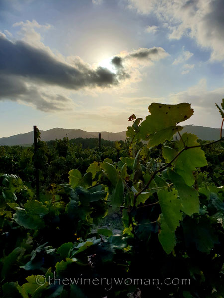 Autumn_Sunlight_Vineyard5_9.26.18_TWW