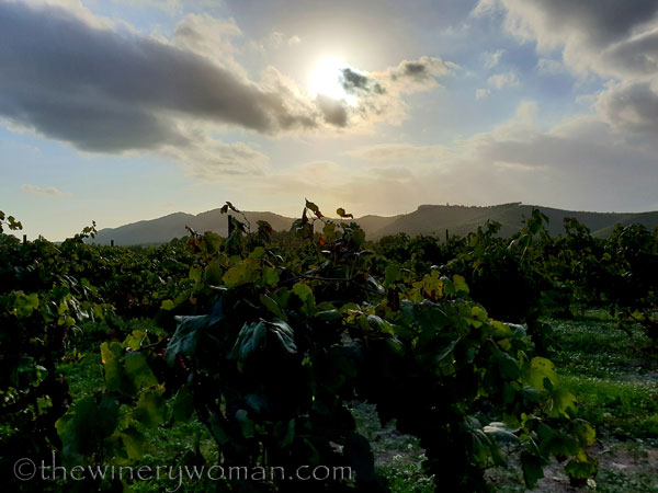 Autumn_Sunlight_Vineyard8_9.26.18_TWW