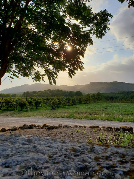 Autumn_Sunlight_Vineyard9_9.26.18_TWW