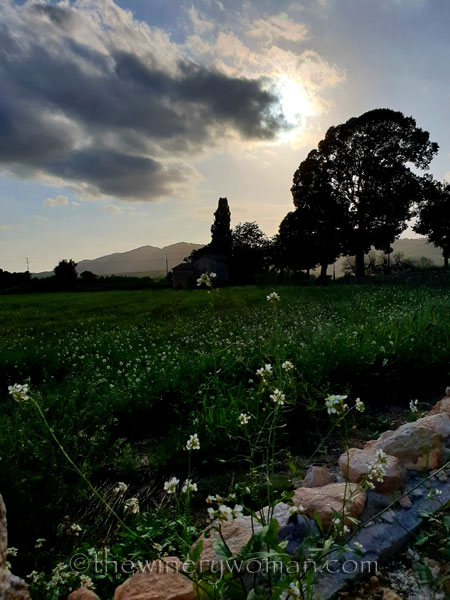 Autumn_Sunlight_Vineyard_9.26.18_TWW