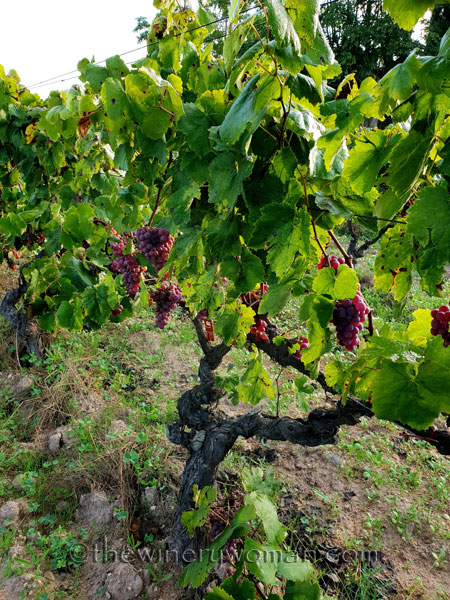 First-day-of-Autumn12_9.23.18_TWW