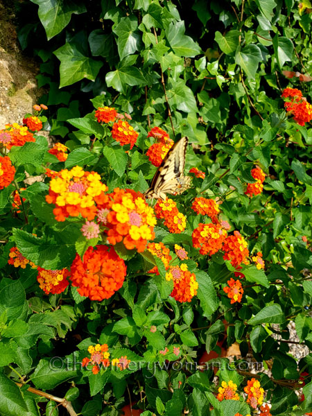 Giant_Swallowtail_9.1.18_TWW