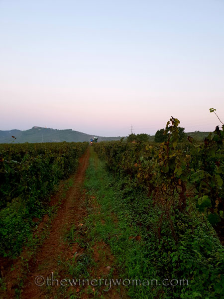 Harvest_by_machine2_9.20.18_TWW