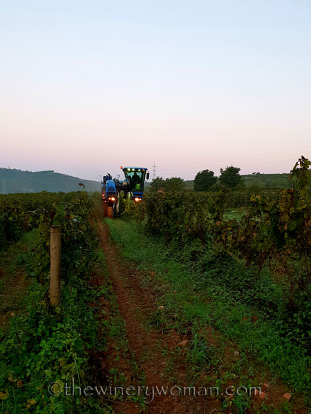 Harvest_by_machine4_9.20.18_TWW