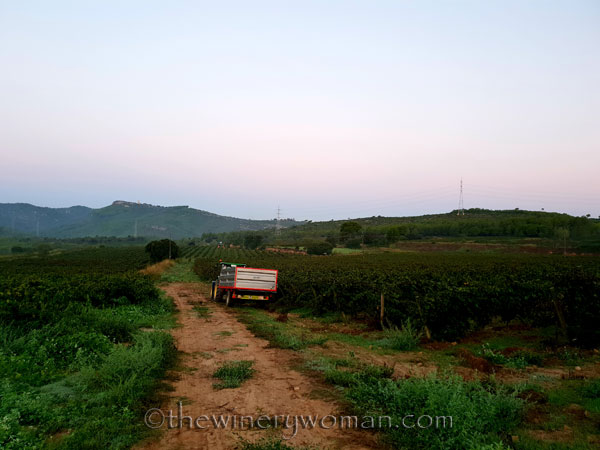 Harvest_by_machine_9.20.18_TWW