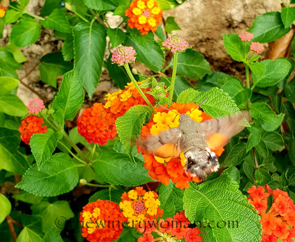 Hummingbird_Hawk_Moth2_9.1.18_TWWjpg