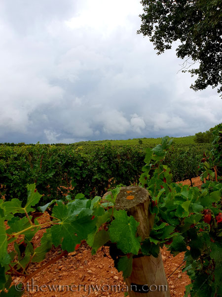 Red_Vineyard11_9.3.18_TWW