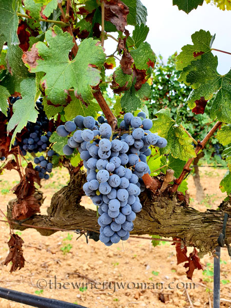 Red_Vineyard12_9.3.18_TWW