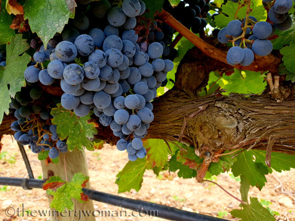 Red_Vineyard13_9.3.18_TWW