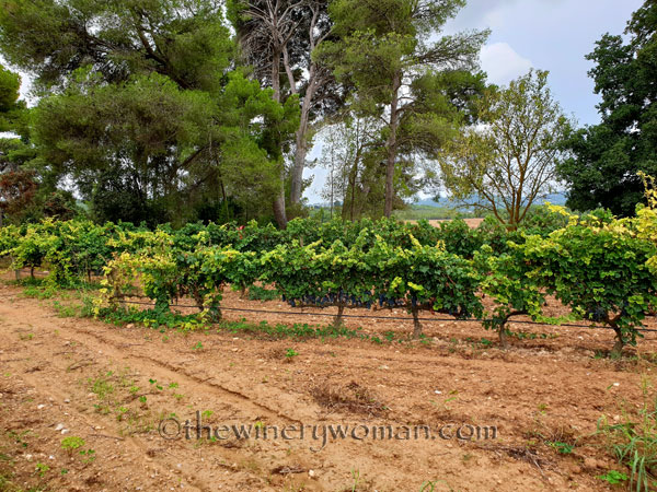 Red_Vineyard14_9.3.18_TWW