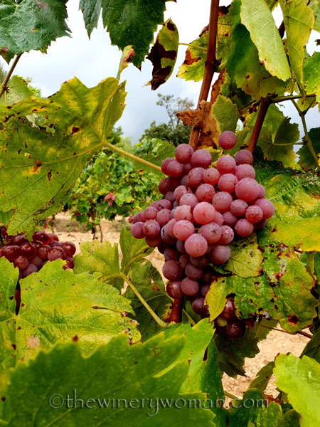 Red_Vineyard2_9.3.18_TWW