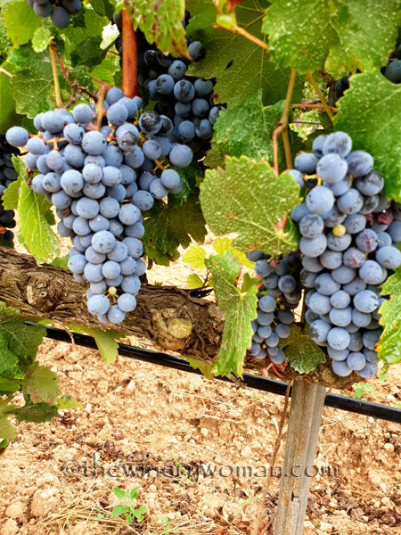 Red_Vineyard4_9.3.18_TWW