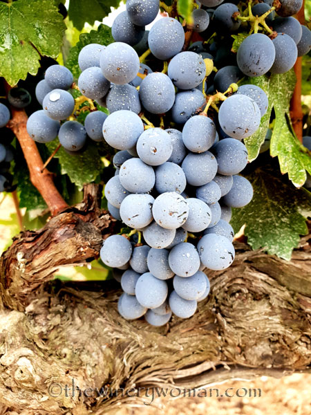 Red_Vineyard5_9.3.18_TWW