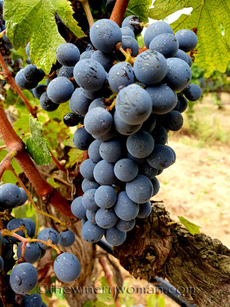 Red_Vineyard9_9.3.18_TWW