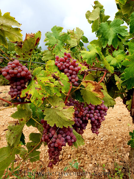 Red_Vineyard_9.3.18_TWW