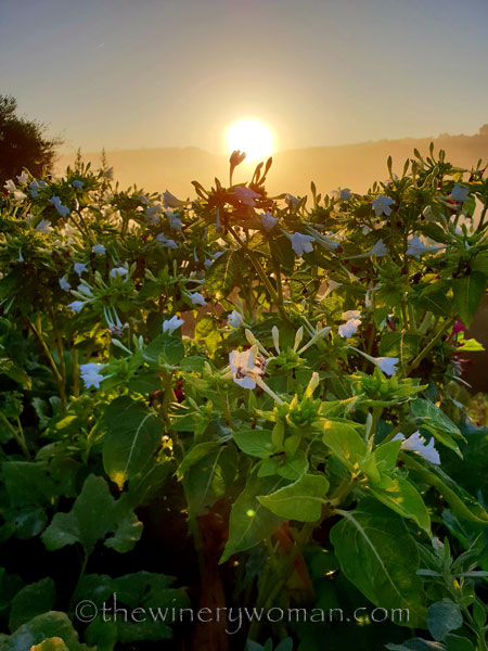 Sunrise_Viladellops10_9.14.18_TWW