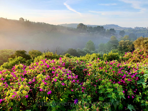 Sunrise_Viladellops13_9.14.18_TWW