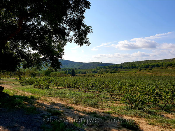 Vineyard2_9.16.18_TWW