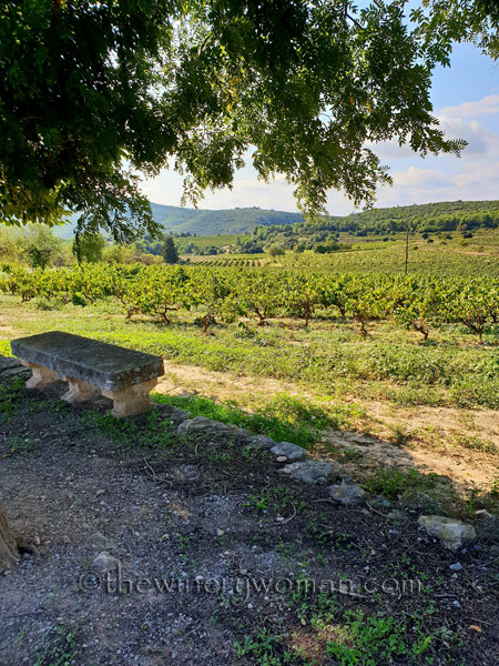 Vineyard3_9.16.18_TWW