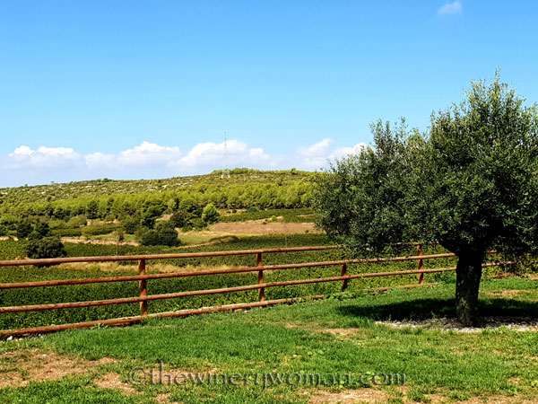 Vineyard3_9.7.18_TWW