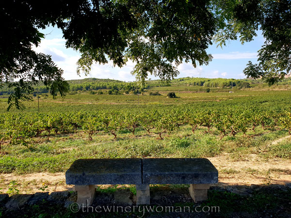 Vineyard5_9.16.18_TWW