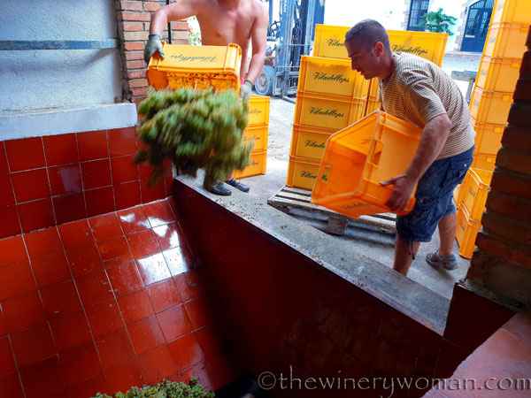 Vineyard_Harvest5_9.7.18_TWW