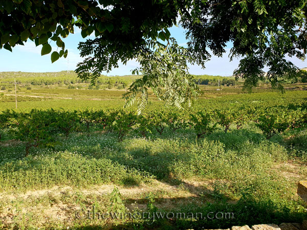 Vineyard_views4_9.25.18_TWW