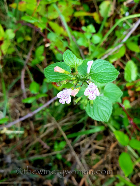 Walk-in-the-woods12_9.8.18_TWW