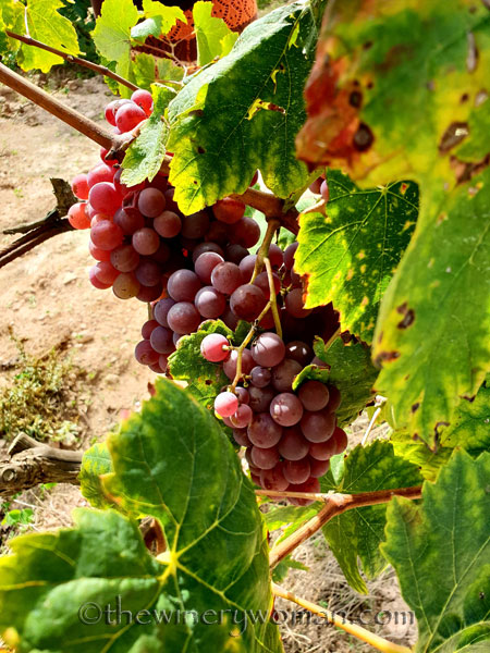 Winery_Tour6_9.12.18_TWW