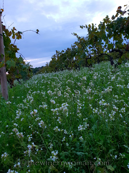 Autumn_Evening_Sky7_10.30.18_TWW