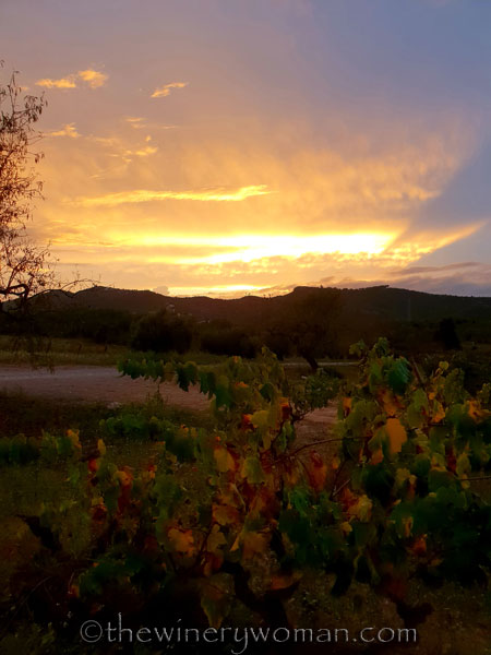 Autumn_Vineyard_Sunset11_10.9.18_TWW