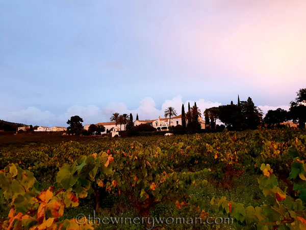 Autumn_Vineyard_Sunset12_10.9.18_TWW