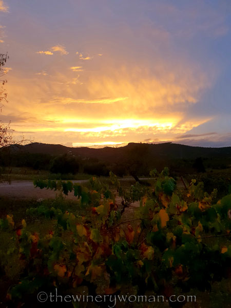 Autumn_Vineyard_Sunset13_10.9.18_TWW