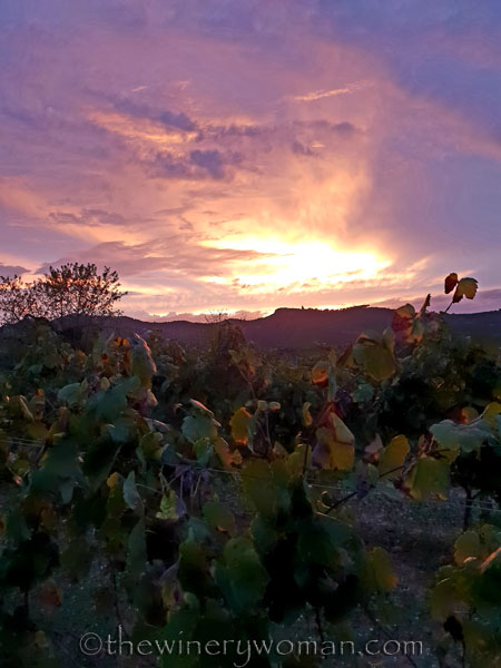 Autumn_Vineyard_Sunset16_10.9.18_TWW
