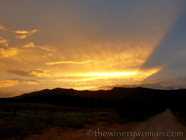 Autumn_Vineyard_Sunset9_10.9.18_TWW