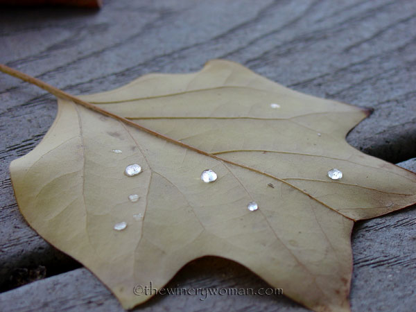 Mom's_backyard2_10.2018_TWW